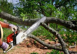 Professional  Tree Services in Valdosta, GA