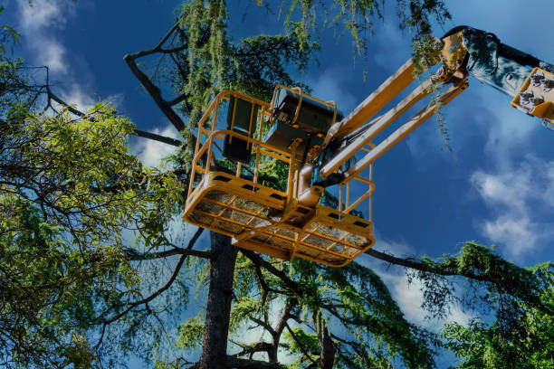 How Our Tree Care Process Works  in  Valdosta, GA